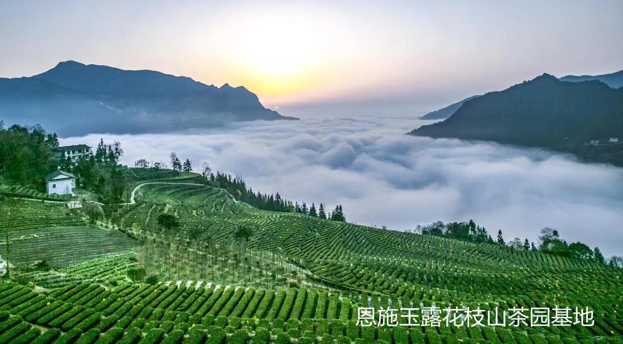 特訊！恩施玉露申遺成功